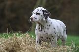 DALMATIEN 509